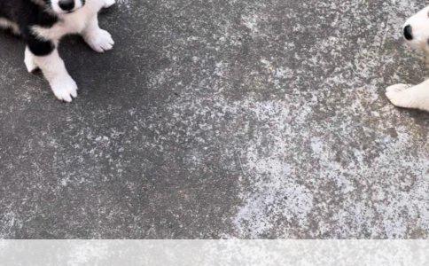 金毛以前爱咬手现在为啥不咬了