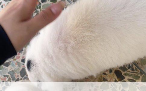 德牧犬名选择：46天公犬的命名艺术