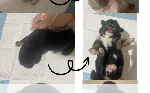 杜宾犬断尾方法详解