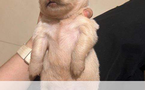 蝴蝶犬的温柔与活泼：探究其独特的性格特征