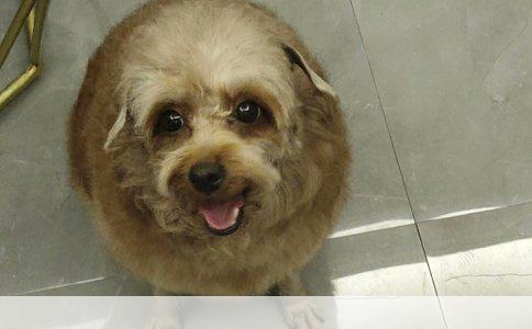 雪纳瑞断尾原因详解