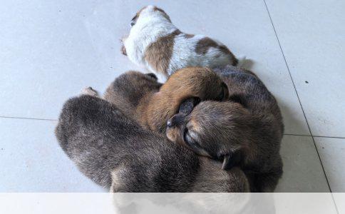 迷你贵宾犬：小型犬中的智商担当