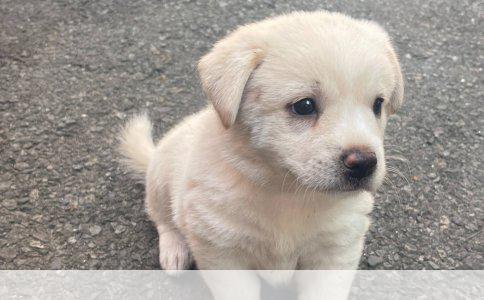 忠诚守护：主人最信赖的可爱小狗品种