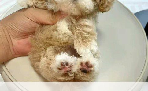 苹果照片导入安卓手机全攻略