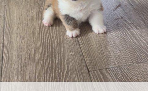 边境牧羊犬训练指南