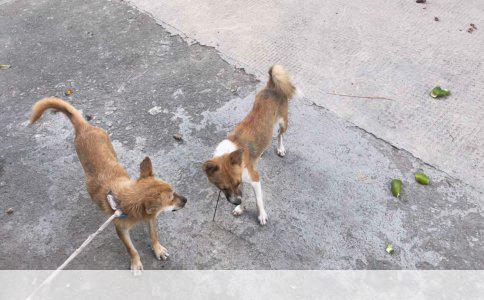 三招教你认出纯种泰迪