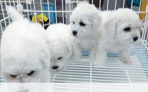 实招提升宠物店销量：打造狗狗用品实体店的营销与运营策略