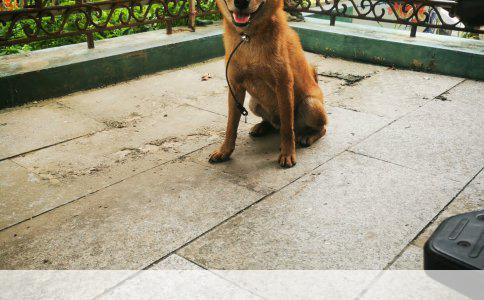 征服者电子狗一体机：GPS雷达测速与安全预警仪的全面解析