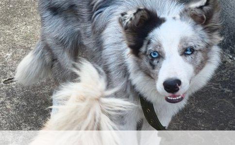 金毛寻回犬又拉又吐：原因分析与应对策略