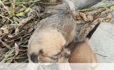 罗威纳犬与拉布拉多犬：哪种更适合你？