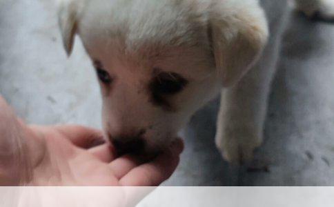 金毛犬消耗10斤狗粮的时长分析