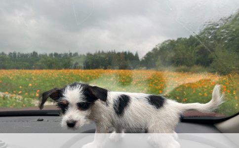英国斗牛犬：勇敢而温顺的忠诚伴侣