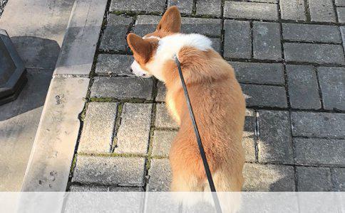 云南犬只训练的地域适配