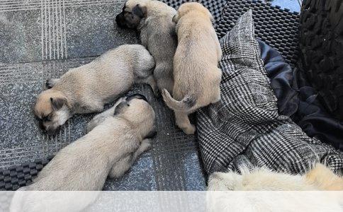 金毛与拉布拉多犬的细致区别