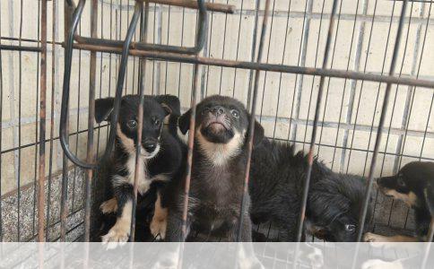 狗狗打国产疫苗好不好