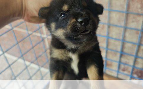 德国牧羊犬喝水注意事项