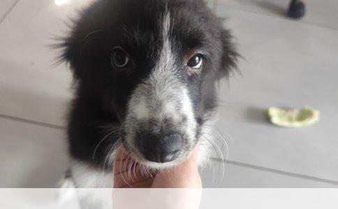 金毛幼犬的黄金饮食：科学选择与喂养策略