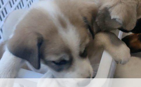 探讨松狮拒绝进食泡过狗粮的原因与应对策略