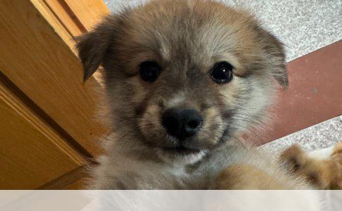 比熊犬的喜好揭秘：探索它们的心头所好与行为动机