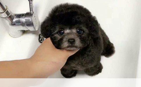 拉布拉多犬与金毛犬：论其肉质之优劣