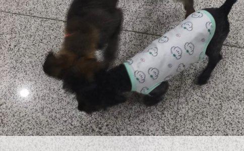 小藏獒成长饮食秘籍