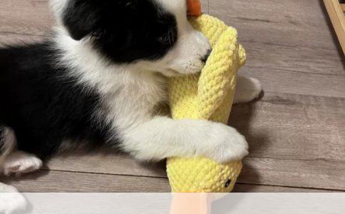 边境牧羊犬的命名缘由