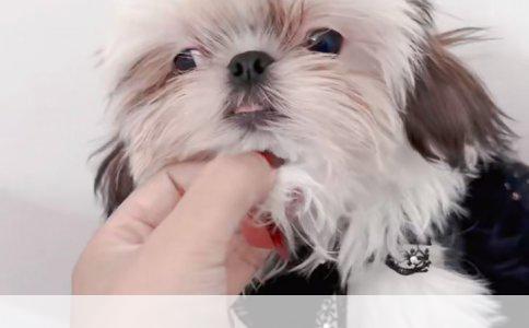 如何在照片上添加龙虎——技巧与步骤详解