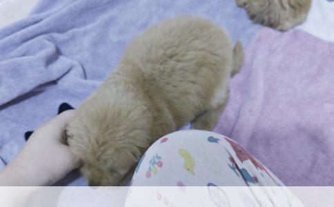 英国斗牛犬与法国斗牛犬：深度解析其差异