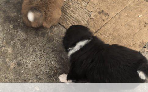 雪纳瑞与西高地：独特魅力的比较