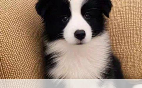 金毛犬与拉布拉多犬：细辨相似之下的独特魅力