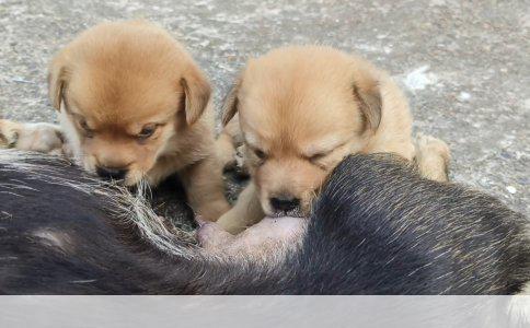 培育德国牧羊犬良好生活习惯的实践指南