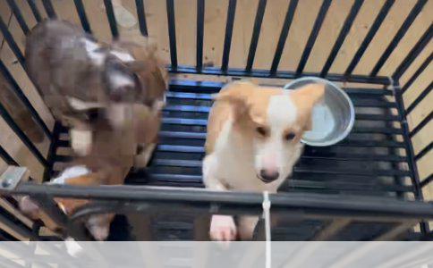 金毛狗狗绝育：爱宠健康的明智之选