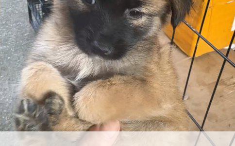 狗狗绝育的好处