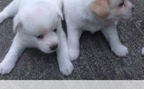 两个月大德国牧羊犬一只耳朵耷拉一只竖起的原因及应对措施