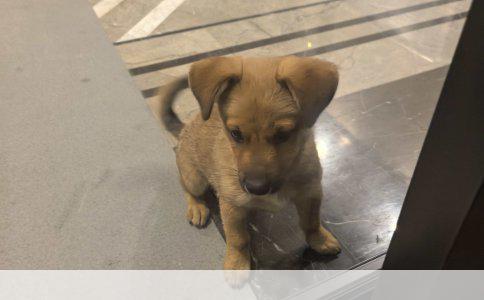 广西北海干墨鱼鱿鱼批发价格概览