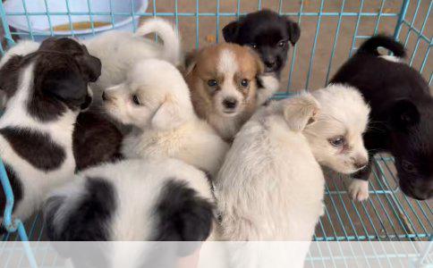 半岁金毛成长纪实：身形解析与图片展示