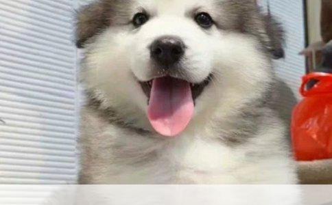 全面解析博美犬专用狗粮