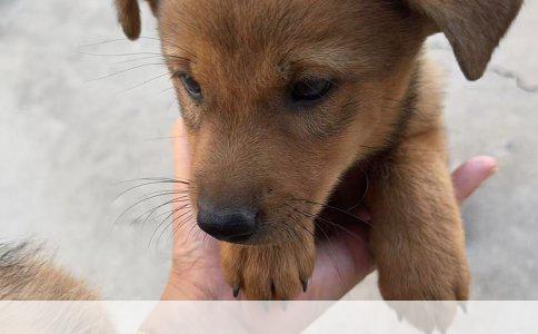 西施犬品种鉴定：纯种特征解析