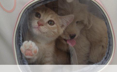 斗牛犬与八哥犬：两种犬种的特点与区别解析