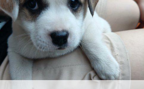 西施犬与泰迪犬：探讨两者配种的可能性与考量