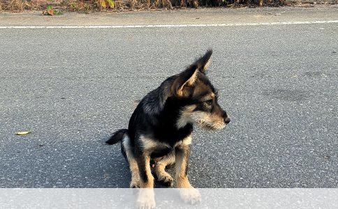 金毛犬的别称及其称谓寻回犬的缘由