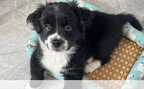 德国牧羊犬与苏联红犬：外貌、性格与功能的深度解析