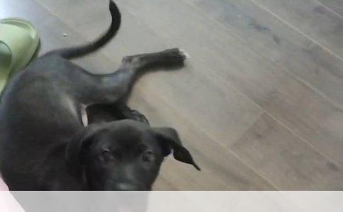 解决哈士奇挑食不吃饭的有效方法