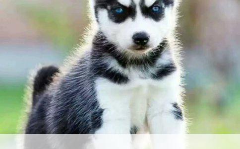 小金毛增重秘籍：2月龄金毛饮食优化策略