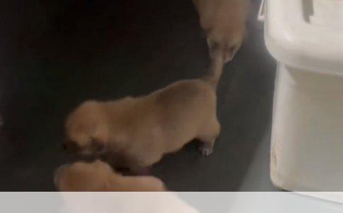 金毛狗的养护之道：健康、快乐与宠爱的秘诀