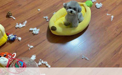 狗绝育后是否还会来“例假”——揭秘母狗生殖健康与绝育的真相