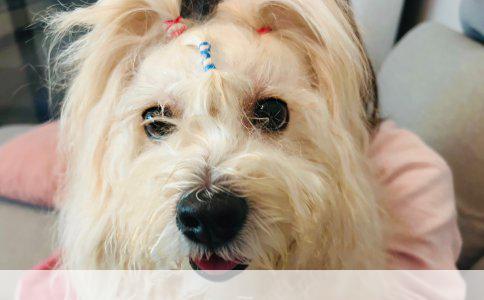 罗威纳犬成长过程中的“变凶”现象解析