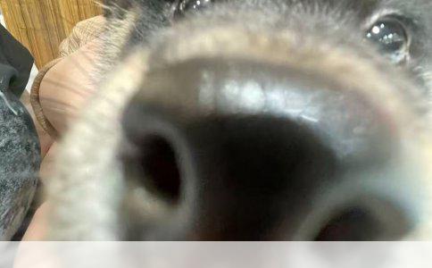 宠物美容学习途径对比分析：宠物店与专业学校的优劣