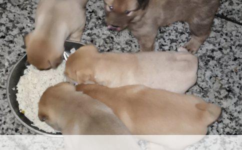 四个月大金毛每日狗粮需求详解