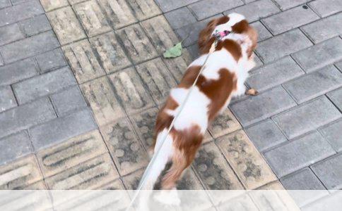 一个月大金毛的饮食指南：营养均衡与喂养技巧
